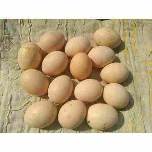 Brown Kadaknath Hatch Eggs