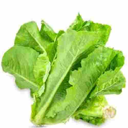 Highly Nutritious Rich In Vitamins And Potassium Green Lettuce 