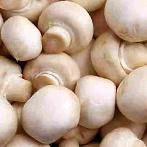 Healthy Naturally Grown Rich In Vitamins Minerals Indian Origin White Farm Fresh Button Mushroom