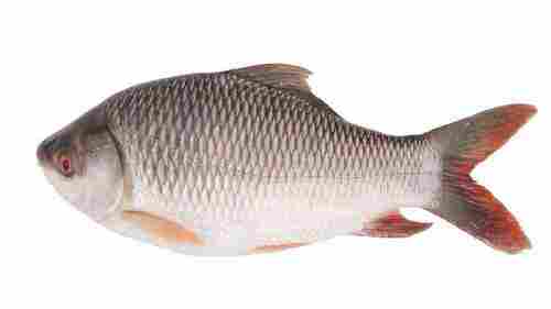 Catla Fish For Restaurant Usage, 2 To 5 Degree C Storage Temperature