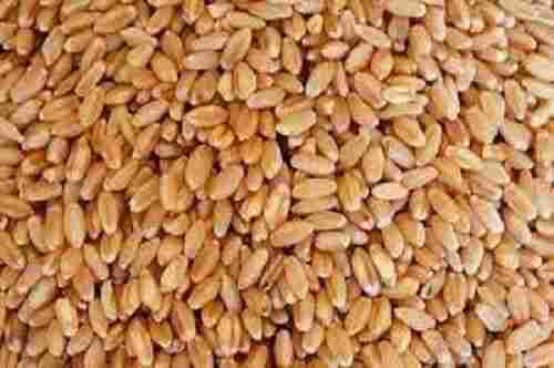 Brown Natural Organic Wheat Seed