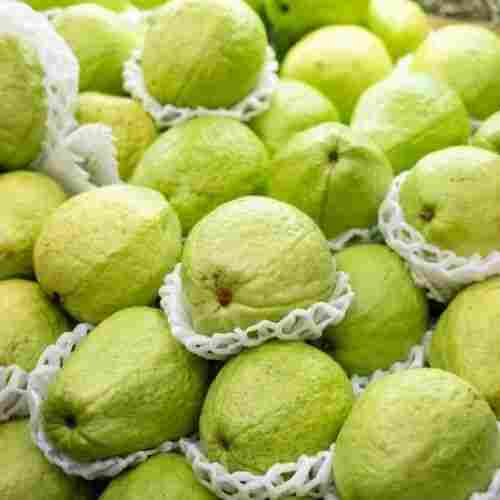 100 Percent Pure Organic And Farm Fresh A Grade Guava Fruits