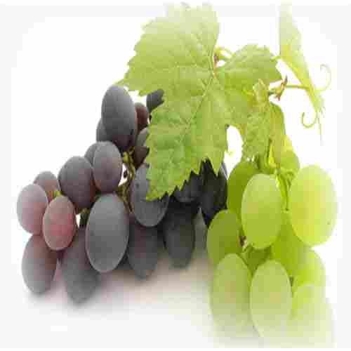 Chemical Free No Artificial Color Rich Sweet Delicious Taste Fresh Grapes