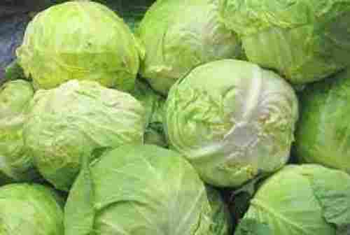 Smooth Helps To Prevent Cancer And Improves Brain Health Fresh Cabbage 