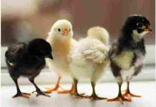20 Gram Weight White And Brown Poultry Farming Live Sonali Chicks
