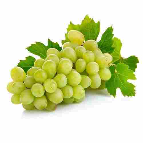 No Artificial Color Rich Sweet Delicious Taste Organic Fresh Green Grapes