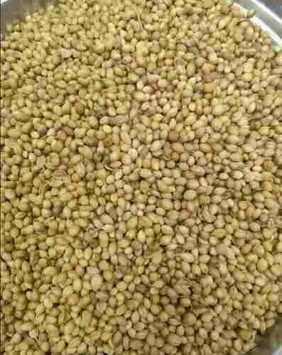 99% Pure Dried Indian Organic Green Coriander Seed