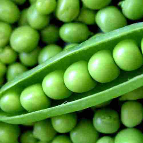 Naturally Grown Antioxidants And Vitamins Enriched Farm Fresh Green Peas 