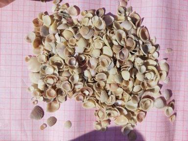 Kilinjal For Chicken Feedmills/poultry Feed Rawmaterial Oystershell/sea Shell/shell Grit
