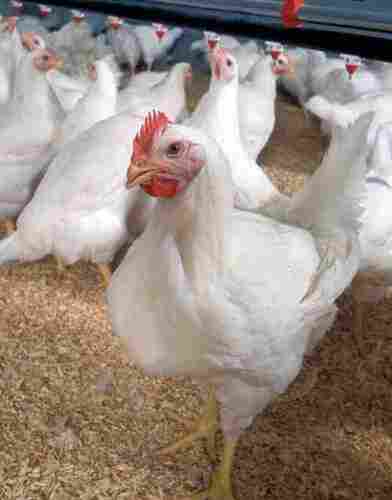 Live White Broiler Chicken For Cooking And Poultry Use