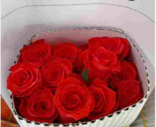 Fresh And Natural Red Corvette Rose Flowers For Decoration