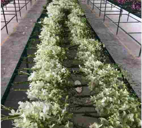 Fresh And Natural White Orchid Plant Flower With Good Fragrance