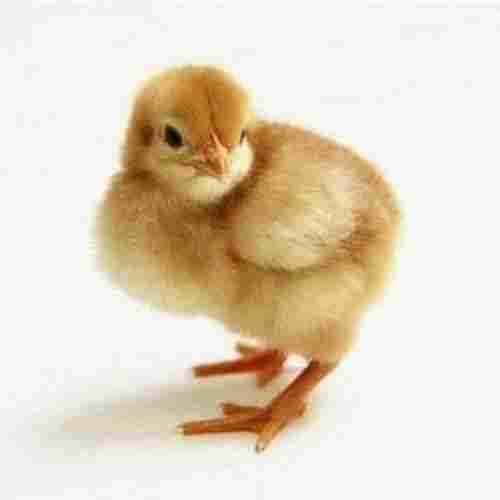 Premium Grade Best Pure And Natural Fresh Brown Poultry Farm Chicks