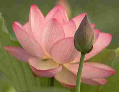 Pink Colour Fresh Lotus Flowers
