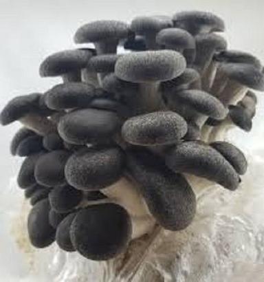 Black Colour And  Mushrooms 