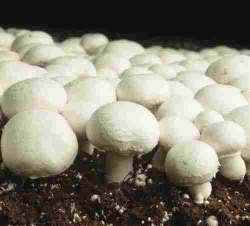 Button Mushroom Used In Cooking(3.1 G Per 100g Protein)