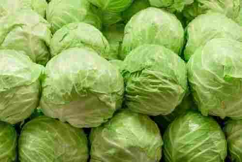 A Grade Fresh Organic Green Cabbage