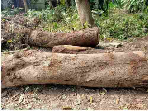 Termite Resistance 7 Feet Length Round Brown Mango Wood Logs 