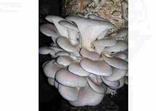 A Grade Pure Pesticide Free Fresh Oyster White Mushroom 