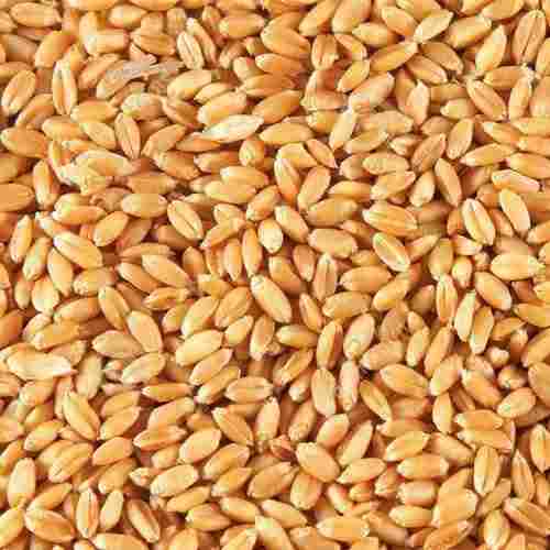 100% Pure And Natural Organic Wheat Seed (Brown Colors) ,High In Nutrients And Fiber, Smooth Back Surface.