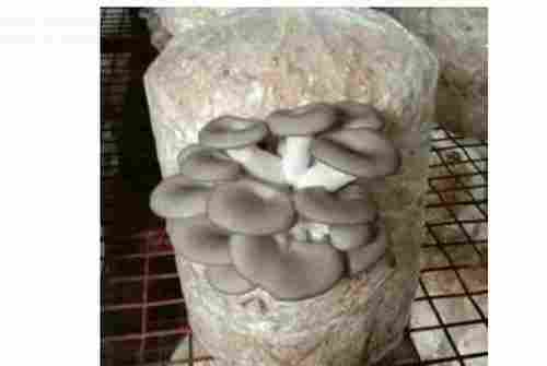 Fresh Oyster Mushroom 