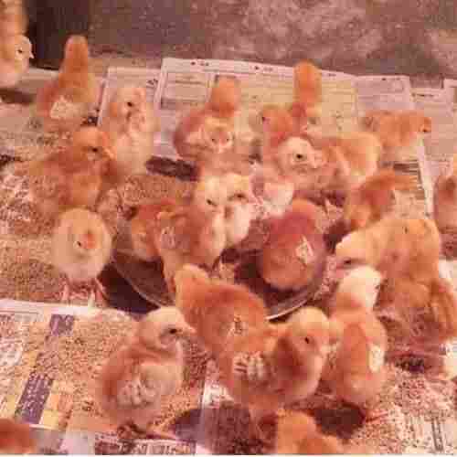 One Day Old Baby Brown Desi Small Farm Chicks