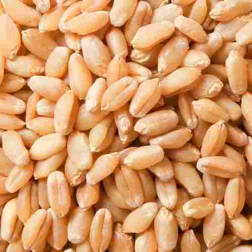 Rich In Nutrients Fresh Sun Dried Soft Brown Wheat Grains Sack Packaging 