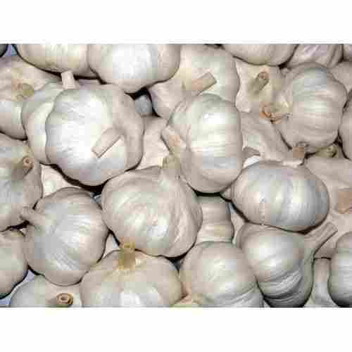 Pack Of 1 Kilogram 1 Month Shelf Life Seasoned Whole White Fresh Garlic