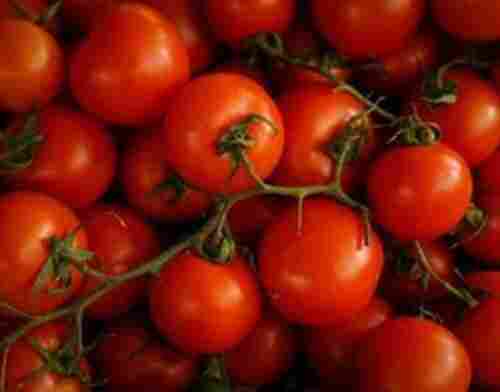 A Grade Fresh Red Tomato