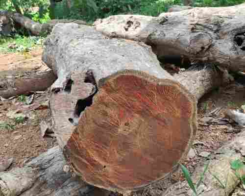 Forest Teak Wood Logs