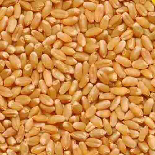 Healthy Pure Indian Originated Dried Light Brown Premium Whole Wheat Grains