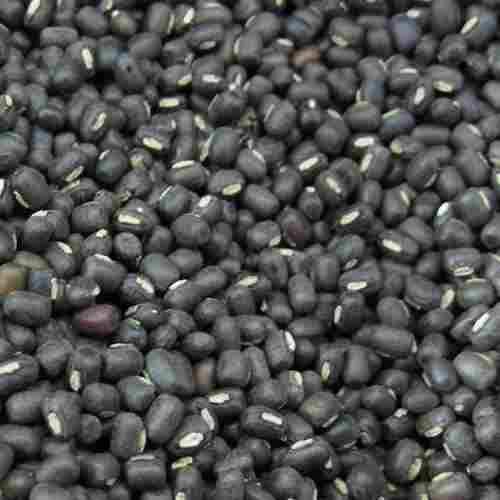 1 Kilogram Pack Size Dried Common Cultivated Black Gram Seed