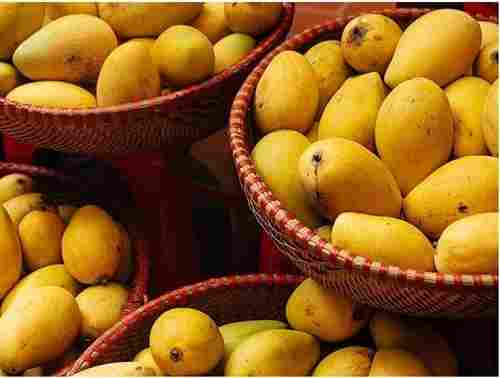 Pack Of 1 Kilogram A Grade Sweet And Delicious Yellow Alphonso Mango