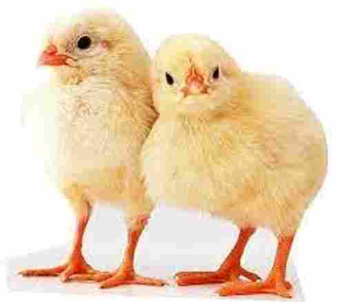 Healthy And Active Disease Free High Protein Poultry Farm Broiler Chicks