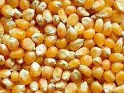 For Agriculture Use Easily Grown Best Quality Yellow Hybrid Maize Raw Corn Seeds