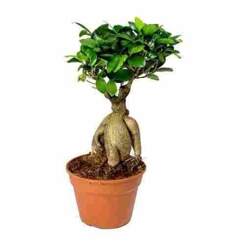 Non-Toxic And Safe Cleaning Artificial Bonsai Plant With Green Leaves