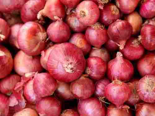 Spherical Shape Commonly Cultivated Raw Fresh Onion