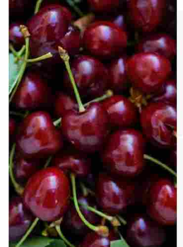 1KG Common Cultivation Type Sweet Taste Dark Red Cherry