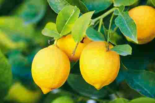 Wholesale Rate Medium Size Indian Farm Fresh Yellow Lemon For Vegetable & Pickle