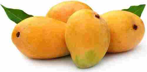 Healthy Aromatic And Delicious Oval Shaped Yellow Alphonso Mangoes 1 KG