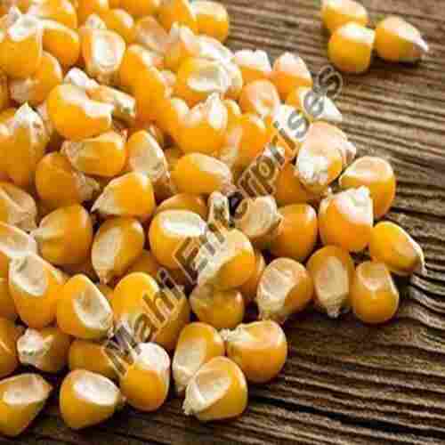 Natural Taste Chemical Free Healthy Yellow Maize Seeds for Cattle Feed and Human Cosumption