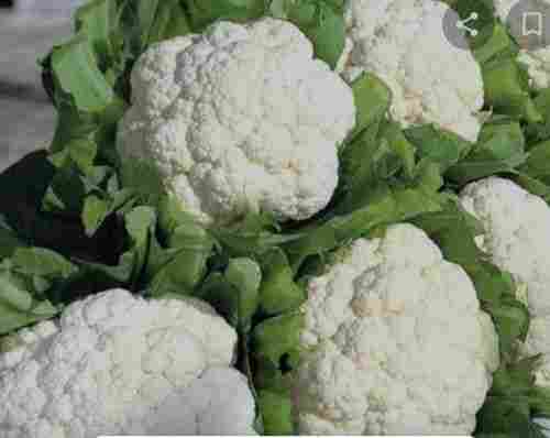 White A Grade Vegetable Cauliflower, Packaging: Plastic Bag or Polythene Bag