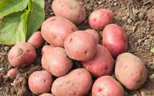 Cold Storage B Grade Red Potato, Loose