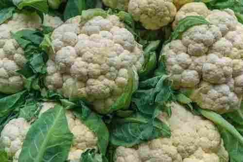 Food Grade Commonly Cultivated Healthy And Fresh Raw Cauliflower Vegetables
