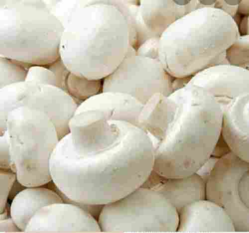 A Grade 99.9% Pure Indian Origin Filament Shape Fresh Organic Mushroom