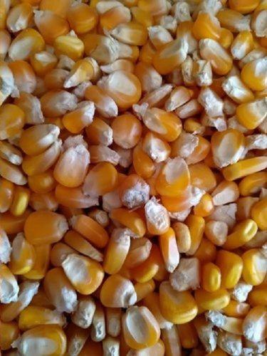 Food Grain Fresh Yellow Corn, Packaging Type: Plastic Bag