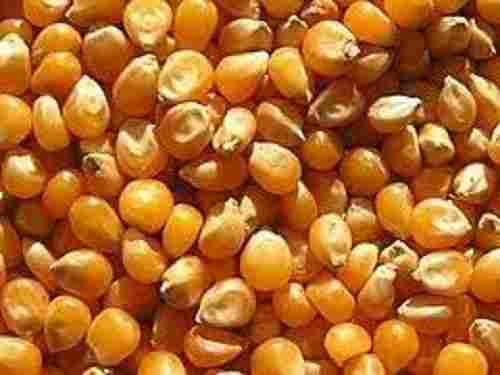 Gluten-Free Richest Sources Of Vitamin-A And Healthy Yellow Maize Seeds