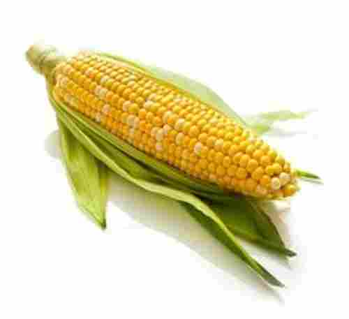 Healthy Maize Sweet Corn
