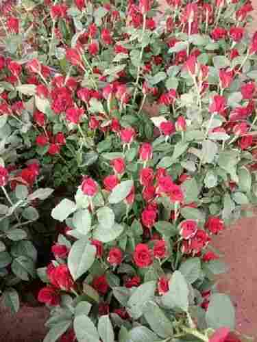 Well Watered Rosa Red Rose Plant