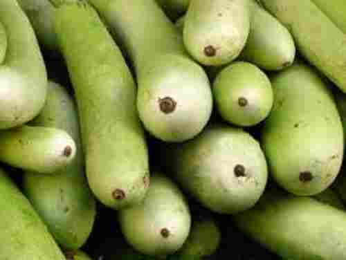 High Potassium And Iron Low Properties Based Fresh Green Bottle Gourd